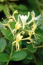 忍冬花别名有哪些